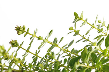 Thyme bouquett, spice, herb, bloom