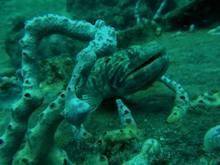 Eidechsenfisch