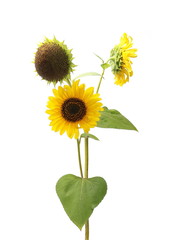 Obraz premium Sunflowers isolated on white background