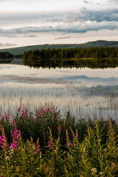 Wildflowers by lake © imagesbystefan