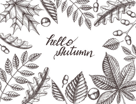  Autumn background with hand drawn leaves on white. Sketch. Hand made lettering "Hello Autumn". Banner, flyer, brochure. Advertising