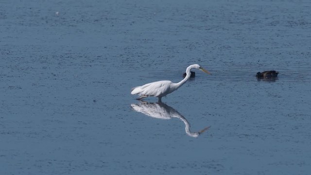Silberreiher fischt im Teich