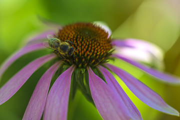 beautiful bee on a echinacea flower/bee working 