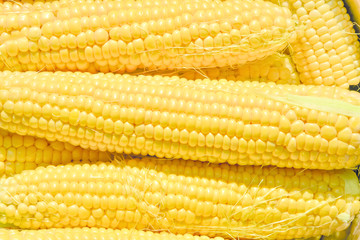 Background for advertising, ripe sweet sugar corn close-up prepared for cooking and sowing, vegetarianism