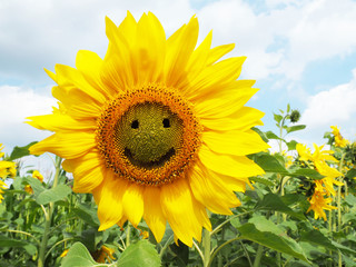 Fototapeta premium Sonnenblume - Smile