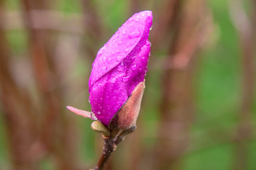 Magnolia bud