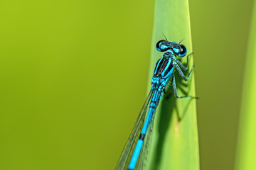 Hufeisen-Azurjungfer, Coenagrion puella