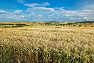 Summer Landscape with Wheat Field Before Sundown.