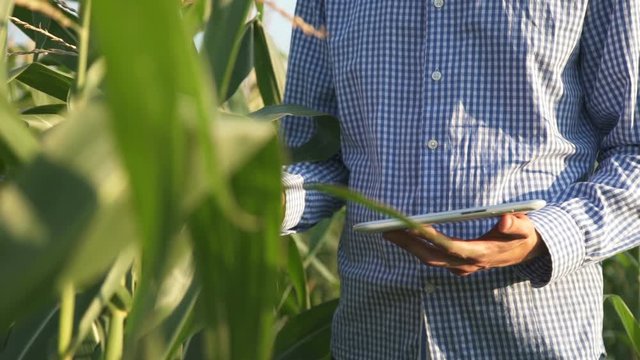 Farmer using digital tablet in corn field
