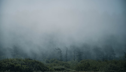 Strong fog in a forest with green grass, trees, clouds during a cold day.