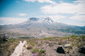Fototapeta na wymiar Beautiful landscape with the Mount St. Helens volcano, mountains, green grass, purple flowers and blue sky on a sunny day.