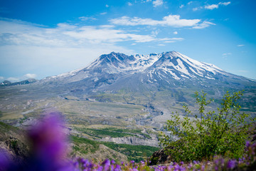 Beautiful landscape with the Mount St. Helens volcano, mountains, green grass, purple flowers and blue sky in a sunny day.