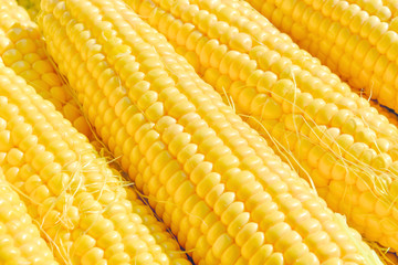 Background for advertising, ripe sweet sugar corn close-up prepared for cooking and sowing, vegetarianism