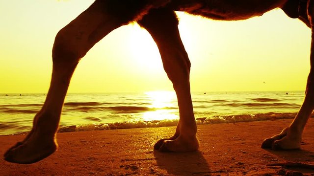 silhouettes of camels on beach