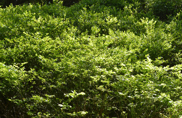 blue berry plants in a forrest