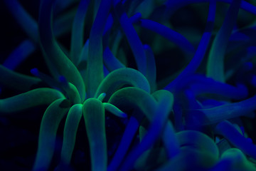 black light anemone