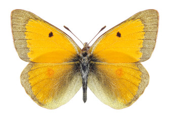 Butterfly Colias thisoa on a white background