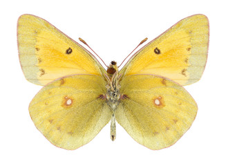 Butterfly Colias thisoa on a white background