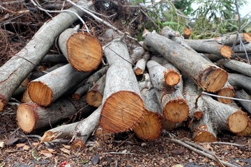 Stacks of trees after cut down trees