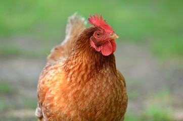 poule