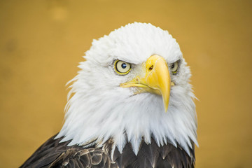 Fototapeta premium Bald Eagle, close-up shot.