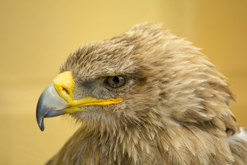 Close-up shot of a Golden eagle's head, looking left.