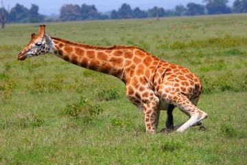 Giraffe steht auf
