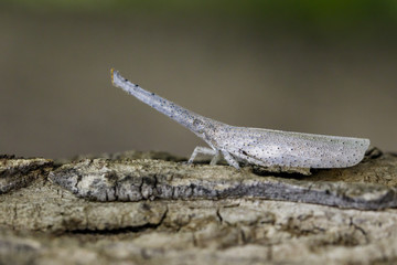 Image of lantern bug or zanna sp on bark. Insect Animal