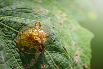 Image of Green turtle beetle(Escarabajo tortuga) on green leaves. Insect Animal