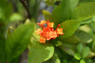orange flower and green leaves plants in sunlight