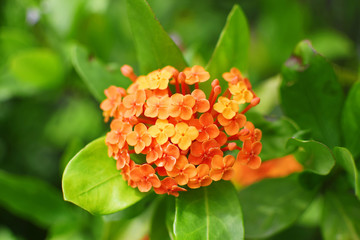 orange flower and green leaves plants in sunlight