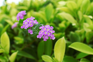 pink purple small flower and green leaves