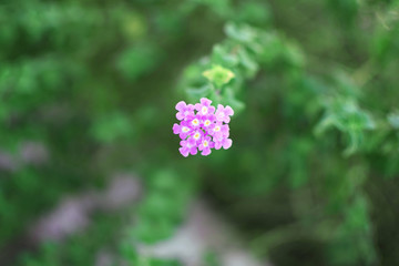 pink purple small flower and green leaves