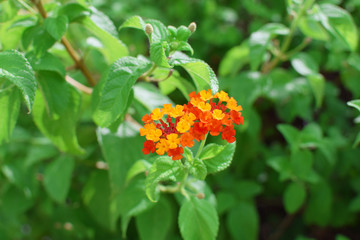 orange 、red flower and green leaves plants in sunlight