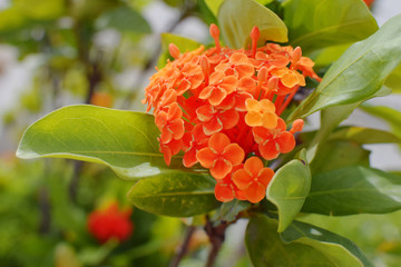 orange 、red flower and green leaves plants in sunlight
