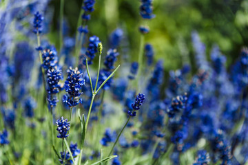 blue lavender shot at shallow depth of field