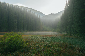 Foggy morning in the deep forest