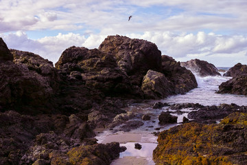 Seagull flying over rocky seashore at Port Macquarie Australia