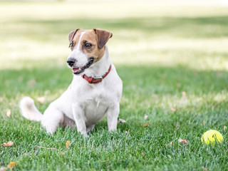 A cute dog Jack Russell Terrier resting after having fun with a small Tennis ball on green lawn outdoor at summer day. Copy-space left