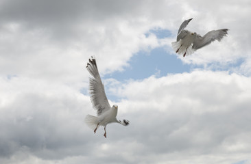two seagull flying in the sky