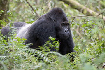 Silverback male gorilla moves through the jungle.