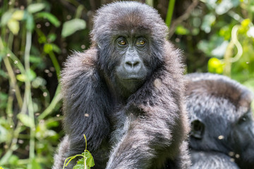 Obraz premium Young and curious gorilla. Eastern Lowland Gorilla