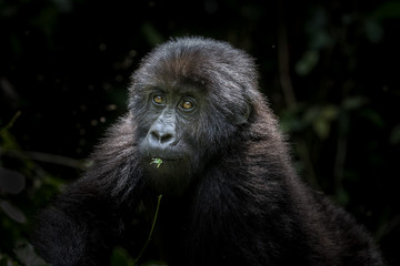 Young and curious Gorilla. Eastern Lowland Gorilla