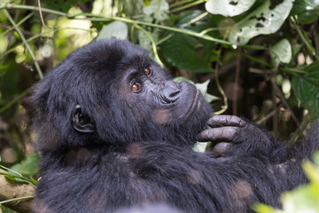 Female Eastern Lowland Gorilla