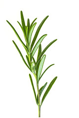 A twig rosemary, culinary herbs