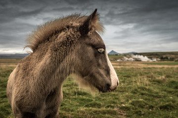 Naklejka na ściany i meble junges Island-Pferde bei Deildartunguhver