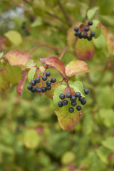 Cornus sanguinea