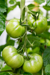 Ripe natural tomatoes growing on a branch in a greenhouse. Shot using shallow depth of field