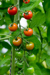 Ripe natural tomatoes growing on a branch in a greenhouse. Shot using shallow depth of field