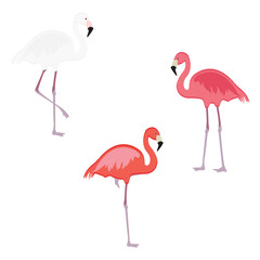 Pink flamingo vector